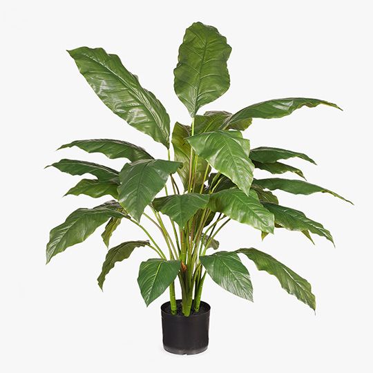 2 x Spathiphyllum Leaf Plant