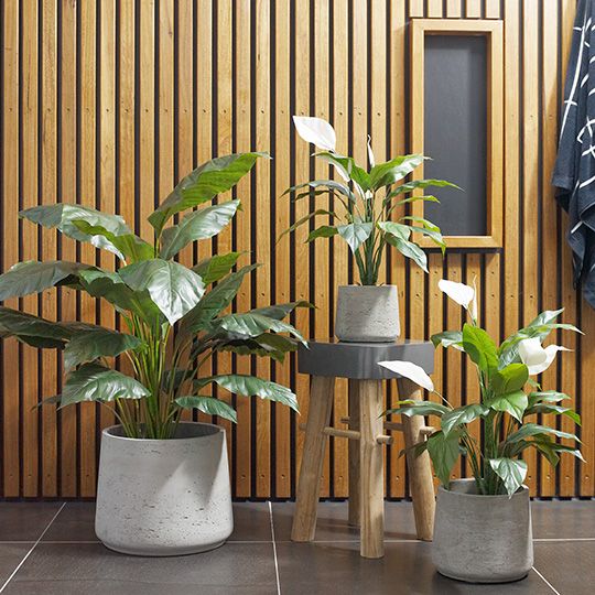 2 x Spathiphyllum Leaf Plant