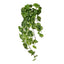 6 x Pothos Marble Hanging Bush