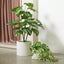 6 x Pothos Marble Hanging Bush
