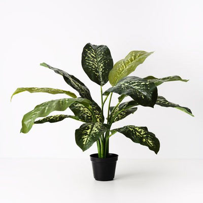 Dieffenbachia Plant Pack of 2