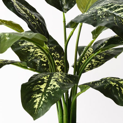 Dieffenbachia Plant Pack of 2