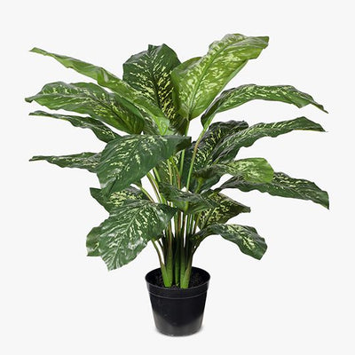 2 x Dieffenbachia Plant