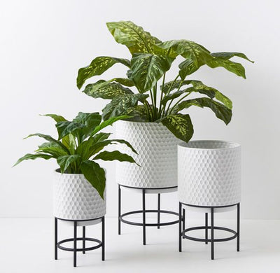 2 x Dieffenbachia Plant