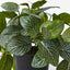 6 x Fittonia Hanging Bush in Pot