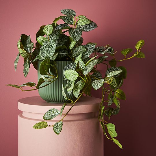 4 x Fittonia Hanging Bush in Pot