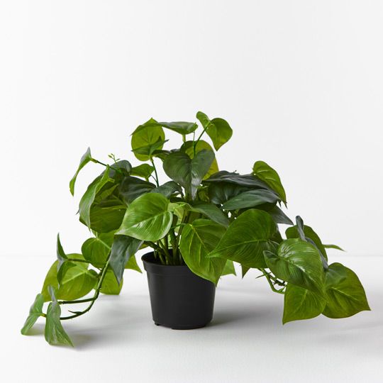 4 x Philodendron Hanging Bush in Pot