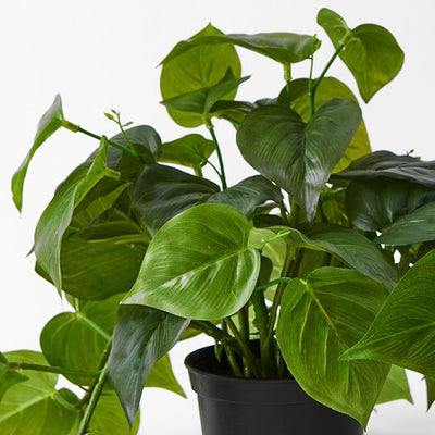 4 x Philodendron Hanging Bush in Pot