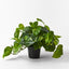 4 x Pothos Hanging Bush in Pot