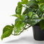 4 x Pothos Hanging Bush in Pot