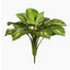 Hosta Bush (Set of 6)