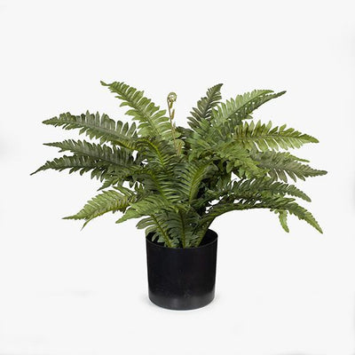 4 x Fern Boston in Pot