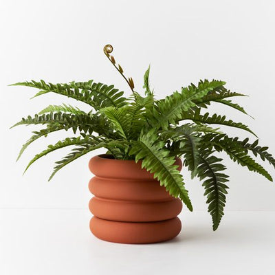 4 x Fern Boston in Pot