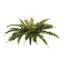 Fern Boston Bush