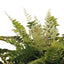 Fern Boston Bush