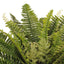 6 x Fern Boston Bush