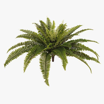 6 x Fern Boston Bush