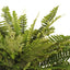 2 x Fern Boston Bush