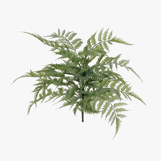 12 x Fern Leather Bush