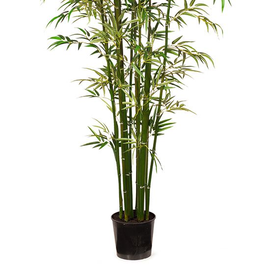 Bamboo Plant Pack of 2