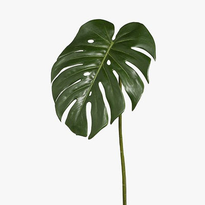 12 x Monstera Leaf