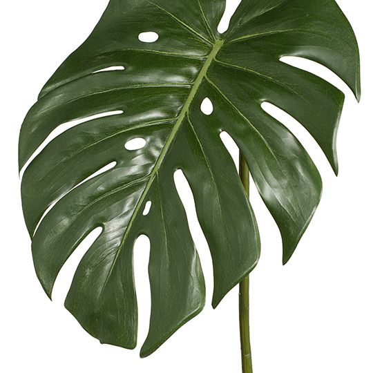 12 x Monstera Leaf