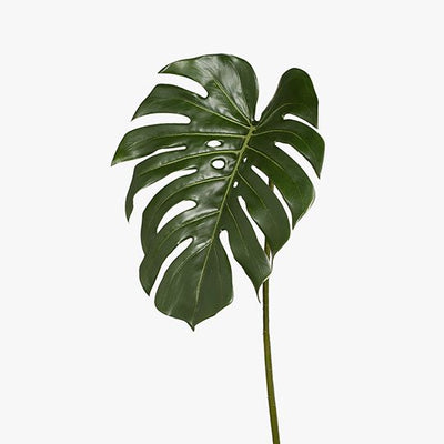 12 x Monstera Leaf