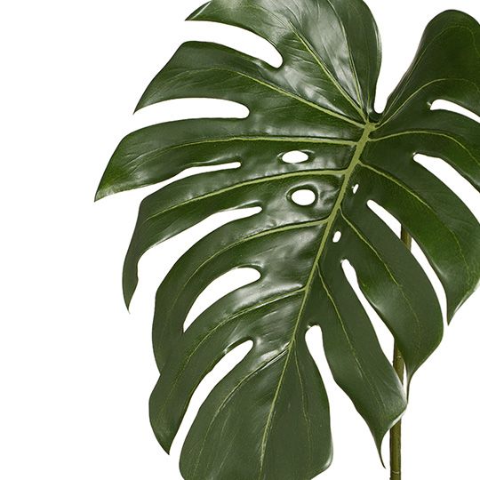 12 x Monstera Leaf