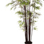 2 x Bamboo Plant
