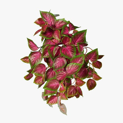 12 x Coleus Hanging Bush (UV)