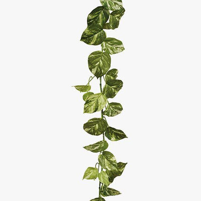 12 x Pothos Marble Garland