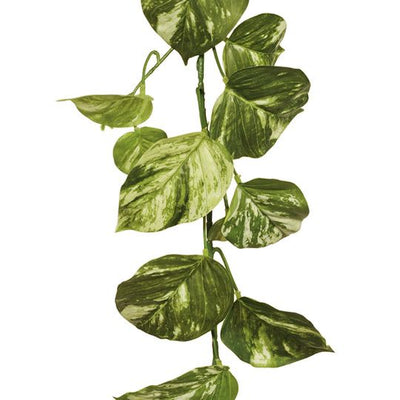 12 x Pothos Marble Garland