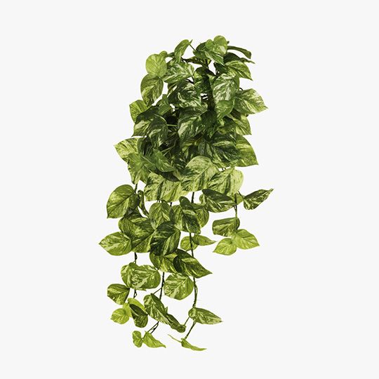 4 x Pothos Marble Hanging Bush