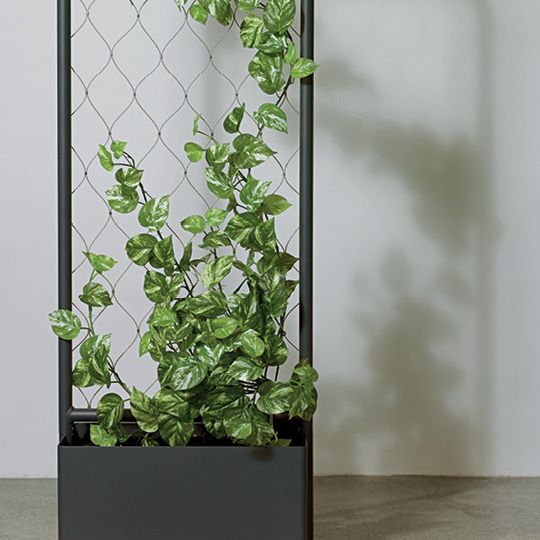 4 x Pothos Marble Hanging Bush