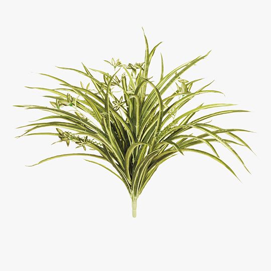 6 x Spider Plant Bush