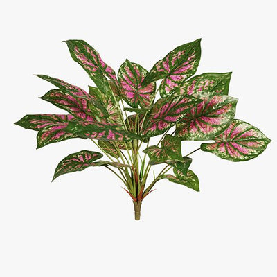 6 x Caladium Bush