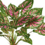 6 x Caladium Bush