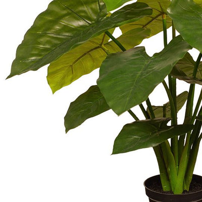 2 x Taro Plant