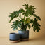 2 x Philodendron Selloum Plant