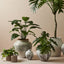 2 x Philodendron Selloum Plant