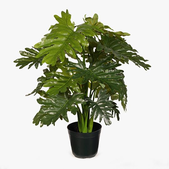 2 x Philodendron Selloum Plant