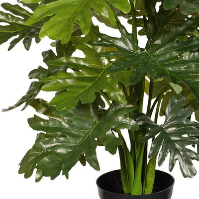 2 x Philodendron Selloum Plant