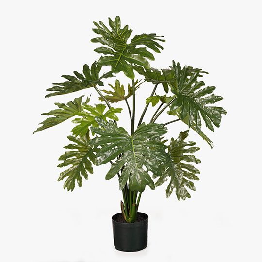 2 x Philodendron Selloum Plant