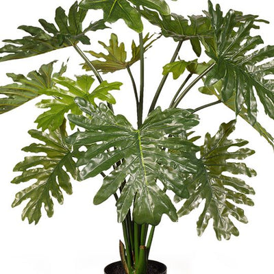 2 x Philodendron Selloum Plant