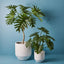 2 x Philodendron Selloum Plant