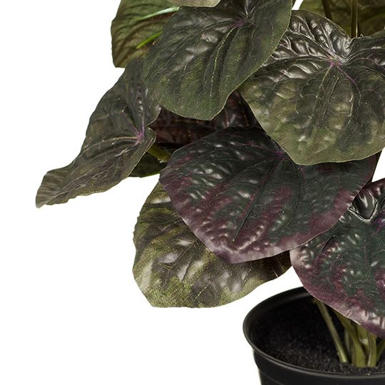 6 x Peperomia Caperata in Pot