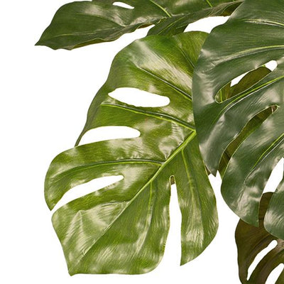 2 x Monstera Plant