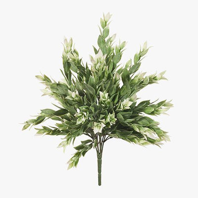 12 x Ruscus Bush