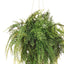 Fern Mixed Ball Hanging