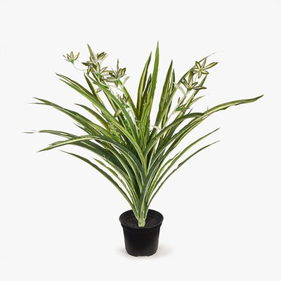 6 x Spider Plant in Pot